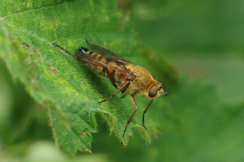 Common Stiletto, Wageningen, Nederland, photo 8 of 10