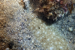 Solea senegalensis