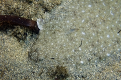 Solea senegalensis
