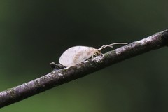 Hemerobius humulinus