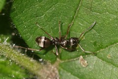 Formica fusca