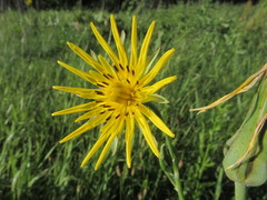 Tragopogon podolicus
