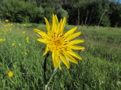 Tragopogon podolicus