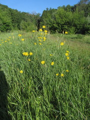 Tragopogon podolicus