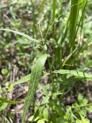 Melampyrum sylvaticum