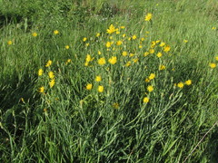 Tragopogon podolicus