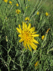 Tragopogon podolicus