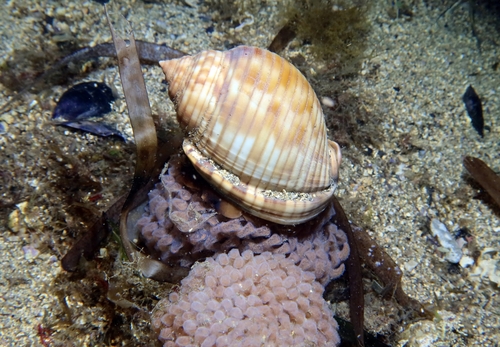 Mediterranean bonnet snail