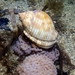 Mediterranean Bonnet Snail - Photo (c) Xavier Rufray, some rights reserved (CC BY-NC), uploaded by Xavier Rufray