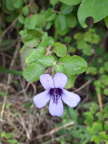 Dyschoriste thunbergiiflora image