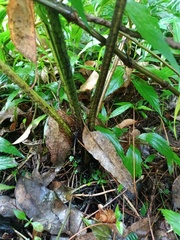 Diplazium esculentum