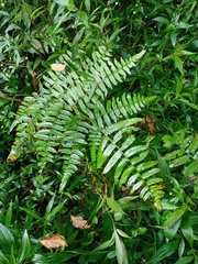 Diplazium esculentum