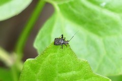 Proboscidocoris malayus