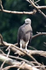 Haliaeetus humilis