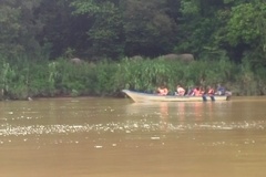 Elephas maximus borneensis