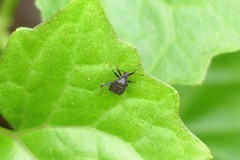 Proboscidocoris malayus