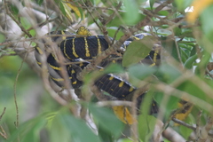 Boiga dendrophila
