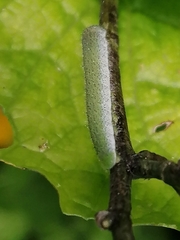 Anthocharis cardamines