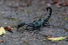 Heterometrus spinifer