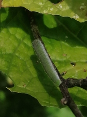 Anthocharis cardamines