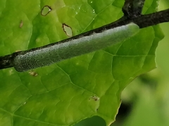 Anthocharis cardamines