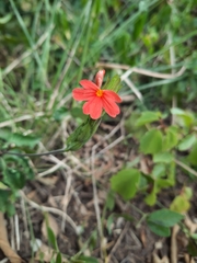 Crossandra nilotica