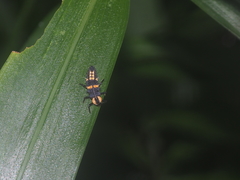 Coccinellidae
