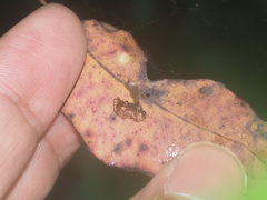 Formicidae