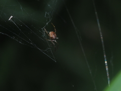Parasteatoda