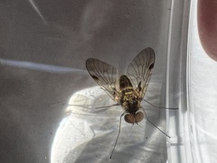 Chrysopilus cristatus