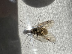 Chrysopilus cristatus