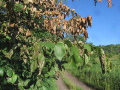 Ophiostoma ulmi