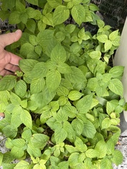 Asystasia gangetica