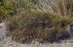 Felicia hyssopifolia