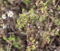 Felicia hyssopifolia
