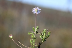 Felicia hyssopifolia