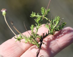 Felicia hyssopifolia