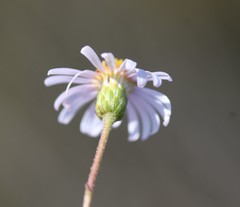 Felicia hyssopifolia