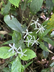 Tarenna gracilipes