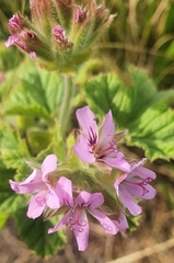 Pelargonium vitifolium