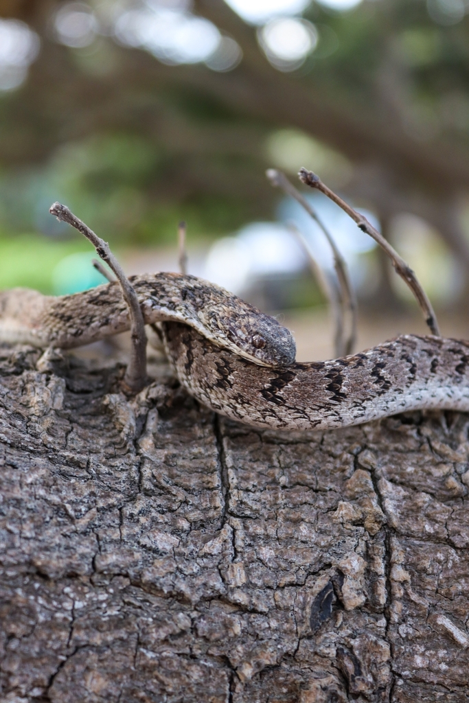 Egg Eating Snake From Marina Da Gama Cape Town 7945 South Africa On   Large 