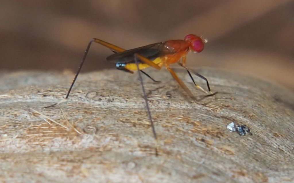 Grallipeza spinuliger