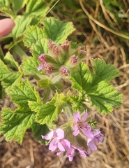 Pelargonium vitifolium