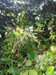 Hylodesmum repandum
