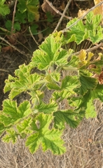Pelargonium vitifolium