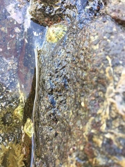 Nacellidae
