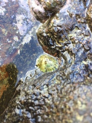 Nacellidae