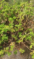 Pelargonium vitifolium