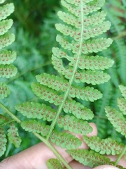 Deparia boryana