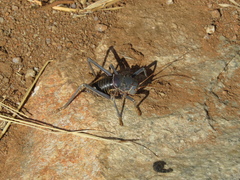Acanthoplus